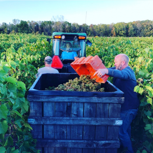 Bravery Wines - Corey putting grapes in truck