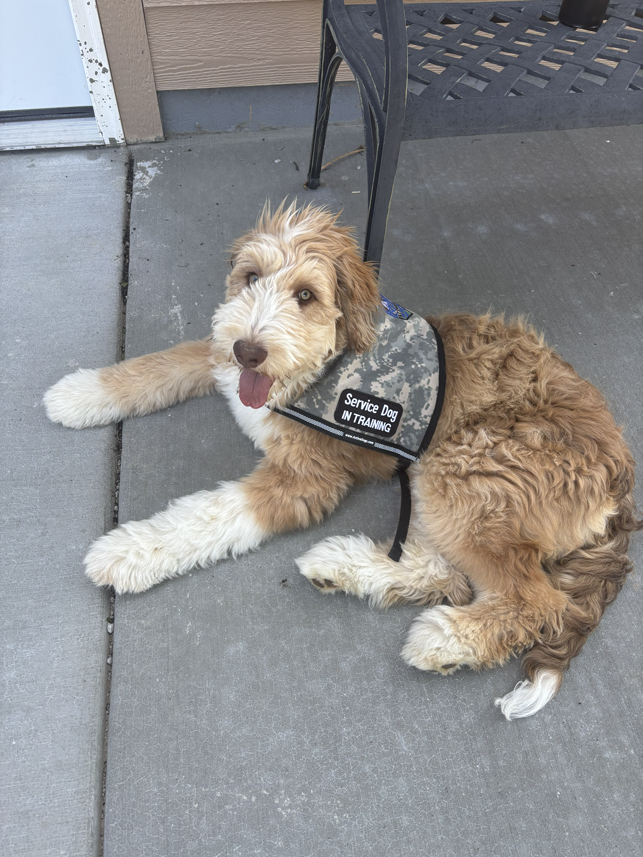 A dog named Fred wearing a service dog in training vest